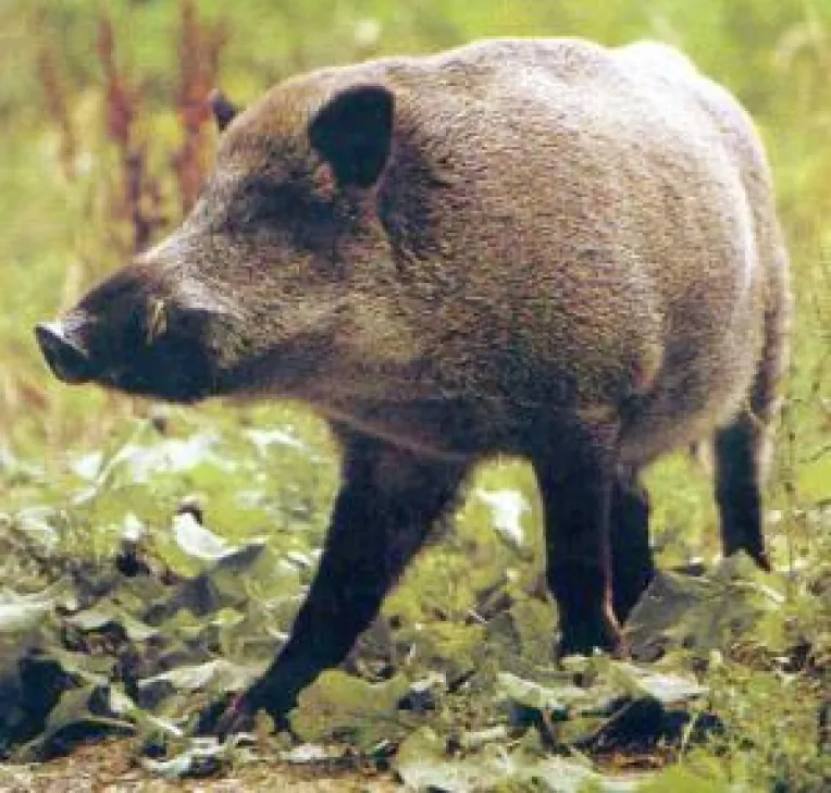 Alerta de febra aftoasa in Bulgaria: 7 judete de risc din sud-estul Romaniei 