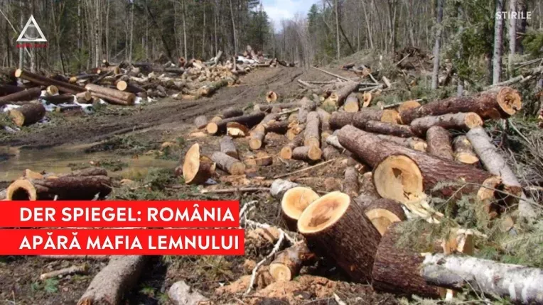 Der Spiegel: Romania apara mafia lemnului