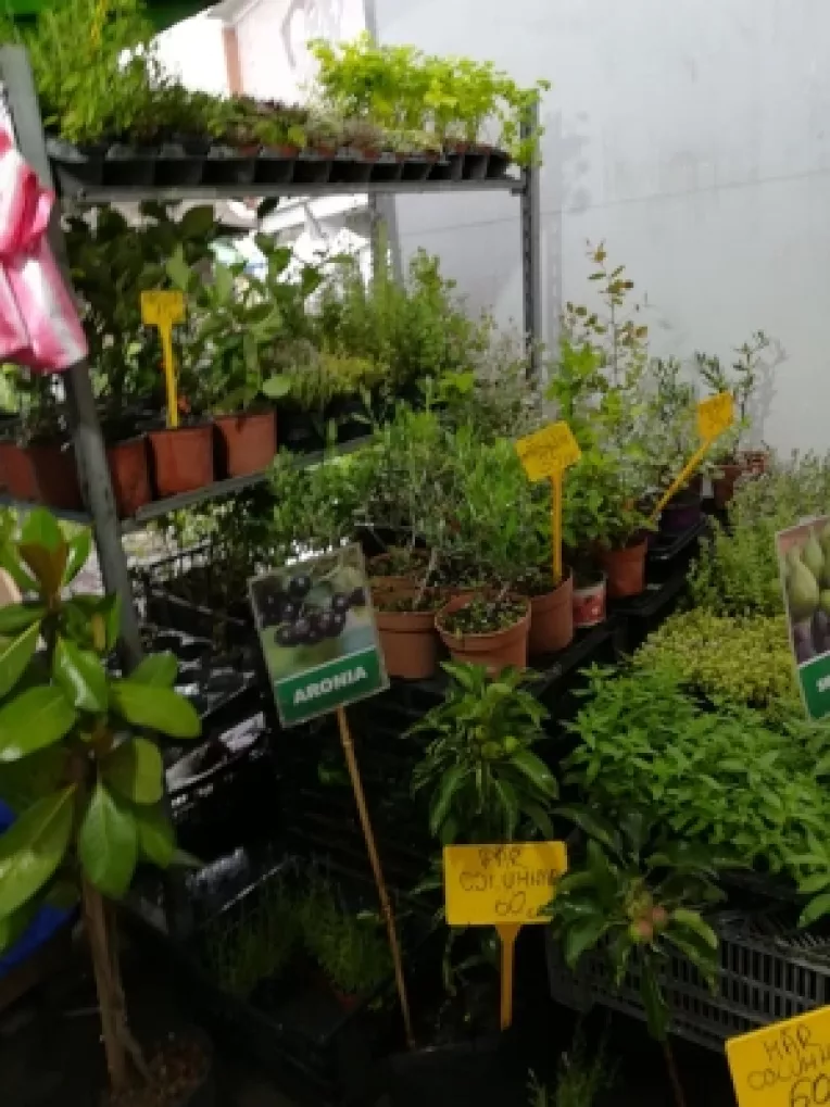 Marin Constantin din Dambovita: Dulceata de aronia, de trandafiri si plante aromatice!