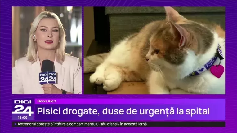 Pisicile unei actrite din Bucuresti au ajuns la spital sub influenta drogurilor