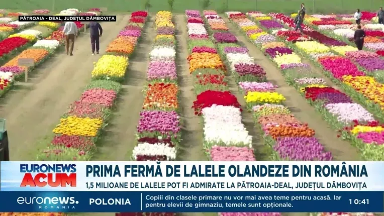 Prima ferma de lalele olandeze din Romania, in Dambovita