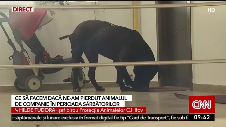 Sute de animale de companie, disparute dupa focul de artificii de Anul Nou