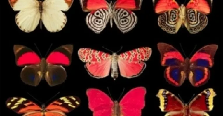 Testul fluturelui dezvaluie cele mai intime secrete pe care le ai si felul in care decurge relatia cu cei din jur