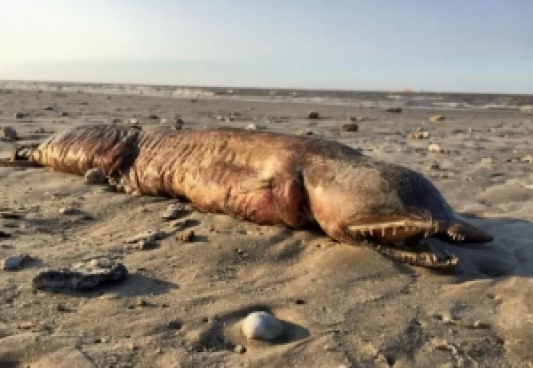 Uraganul Harvey a adus la suprafata creaturi ciudate din adancuri